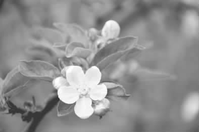 吉縣:春來吉州綠 繁花滿枝頭