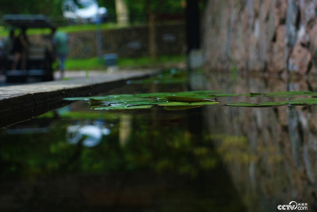 莫干山小鎮民宿一角水池。(央視網 記者何川攝)