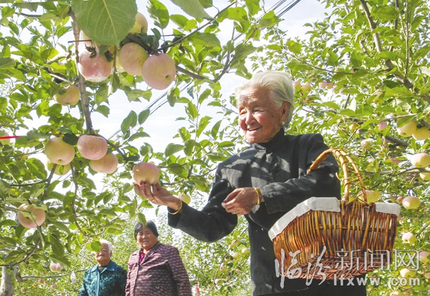 吉縣東城鄉舉辦蘋果采摘節