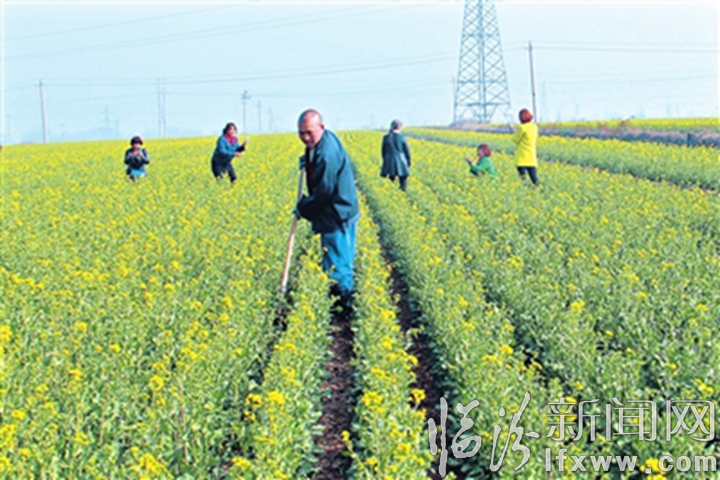 襄汾:春風(fēng)蕩漾油菜花開(kāi) 吸引游客前來(lái)觀賞