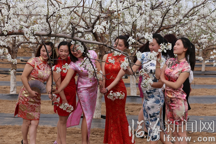 隰縣:萬畝梨花灼灼盛開 八方賓客暢游花海