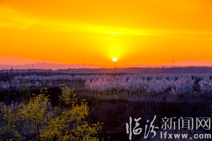 隰縣:萬畝梨花灼灼盛開 八方賓客暢游花海
