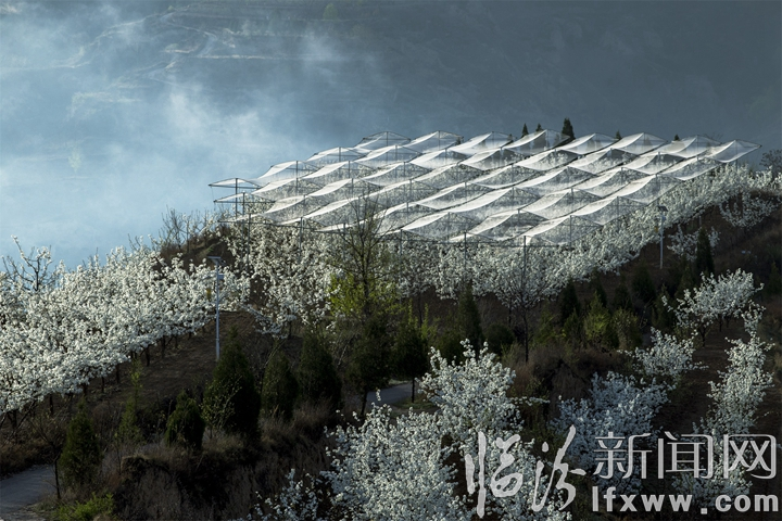 隰縣:萬畝梨花灼灼盛開 八方賓客暢游花海
