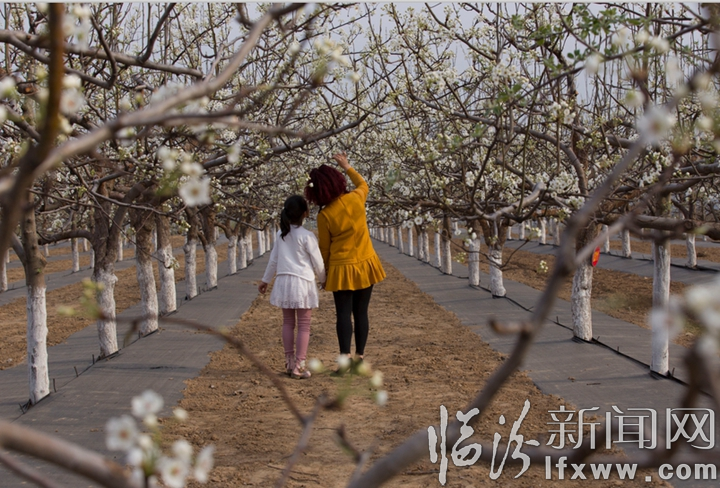 隰縣:萬畝梨花灼灼盛開 八方賓客暢游花海