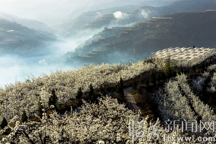 隰縣:萬畝梨花灼灼盛開 八方賓客暢游花海