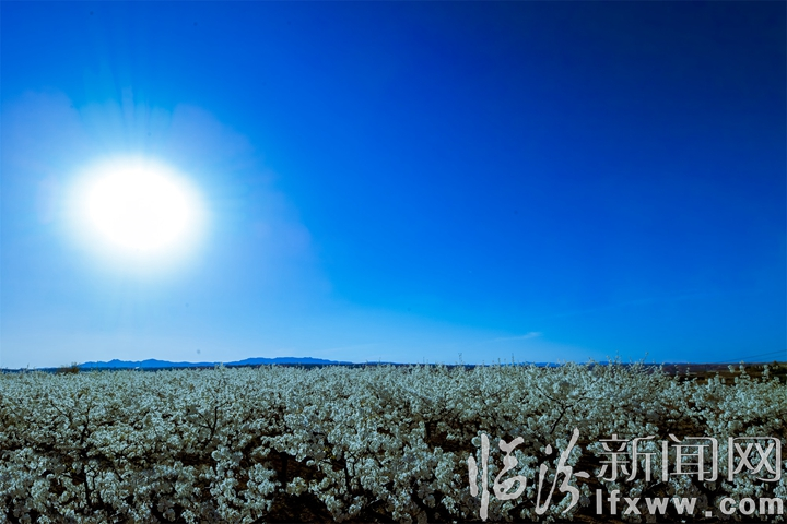 隰縣:萬畝梨花灼灼盛開 八方賓客暢游花海