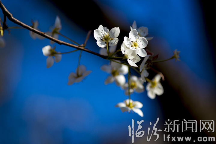隰縣:萬畝梨花灼灼盛開 八方賓客暢游花海