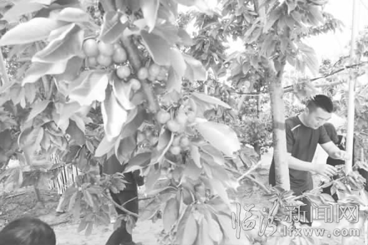 安澤:荀鄉(xiāng)櫻桃別樣紅 映紅致富路