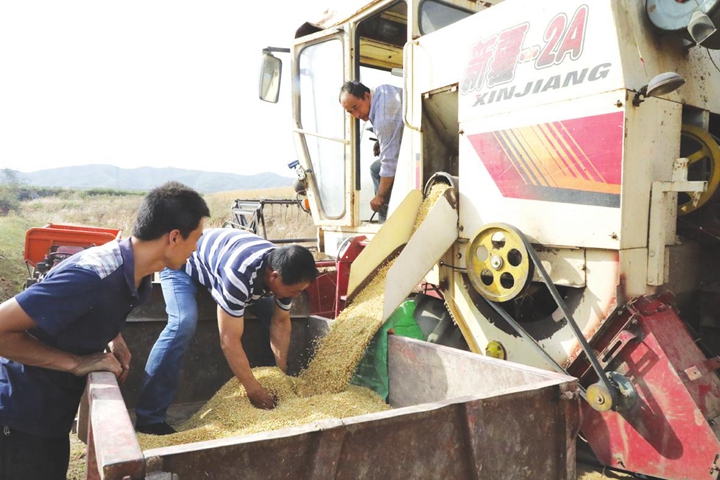 臨汾各地搶收夏糧如火如荼中