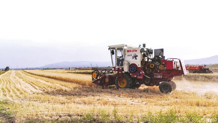 臨汾各地搶收夏糧如火如荼中