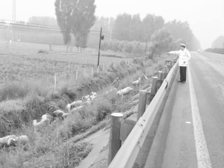 臨汾:老漢高速放羊 交警及時勸離除隱患