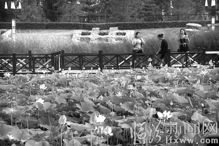 曲沃晉園:萬(wàn)株荷花競(jìng)相開(kāi)放