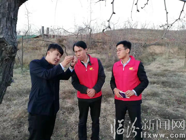 永和奇奇里村:棗樹“出嫁”棗農臉上樂開了花