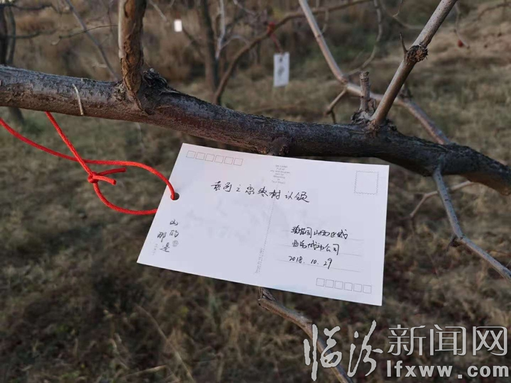 永和奇奇里村:棗樹“出嫁”棗農臉上樂開了花