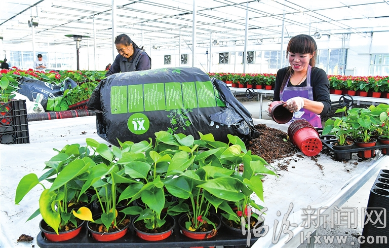 大寧:發(fā)展花卉種植 助力脫貧攻堅(jiān)