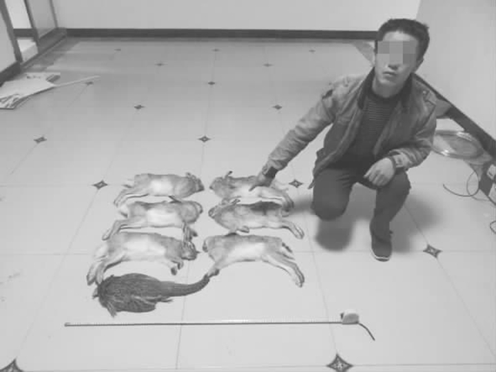 臨汾:男子收購非法獵捕野兔被刑拘
