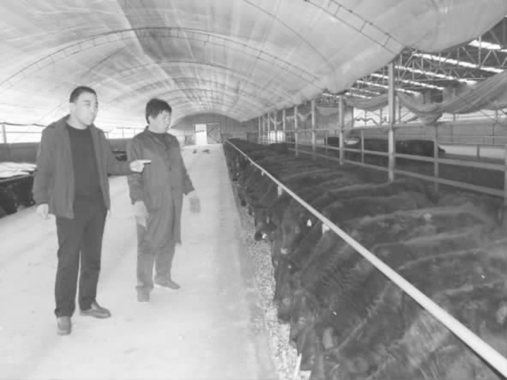 種連翹 養(yǎng)肉牛 蒲縣東辛莊村民有了新盼頭