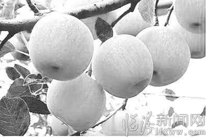 臨汾多款美食亮相外交部冷餐會