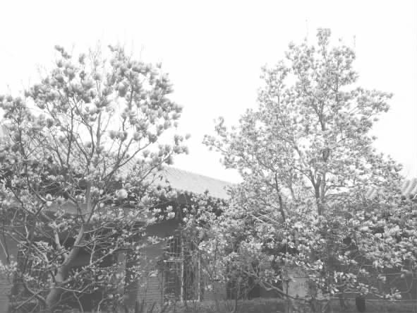 堯都區:觀玉蘭奇景 一樹將敗一樹花開