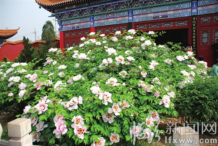 古縣第十二屆“天下第一牡丹” 文化旅游節將于4月27日隆重開幕
