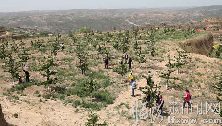 櫻桃園區采摘熱