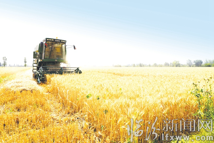 臨汾夏收如火如荼 氣象護航龍口奪食