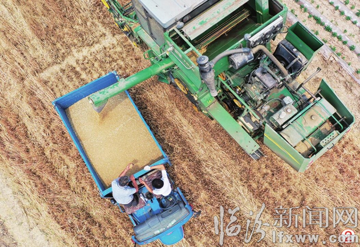 襄汾:志愿幫扶戰三夏 龍口奪食搶收忙