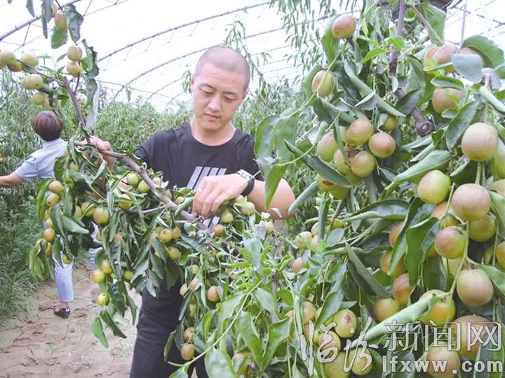 襄汾席村:“萬喜樂”帶著村民“棗”致富