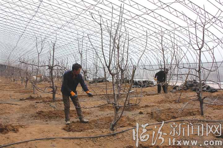 翼城潭村:櫻桃產業插上物聯網翅膀