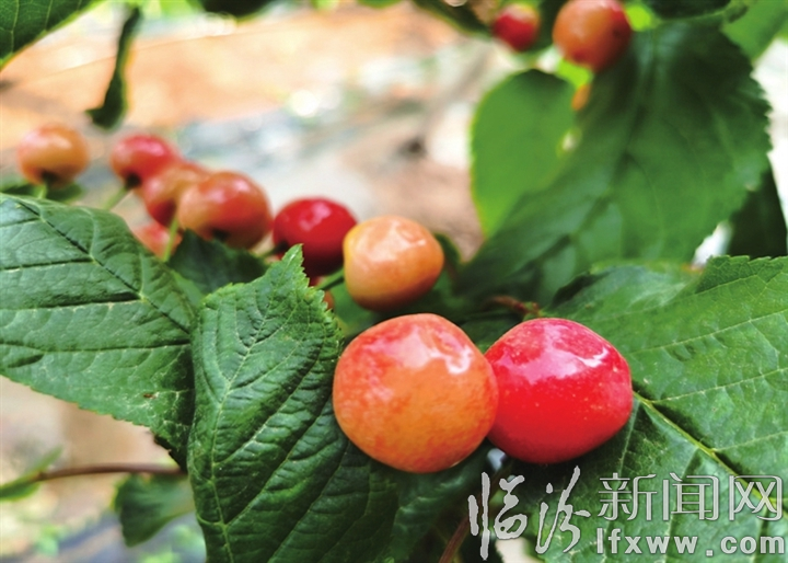 物聯網智能設施農業碩果累累