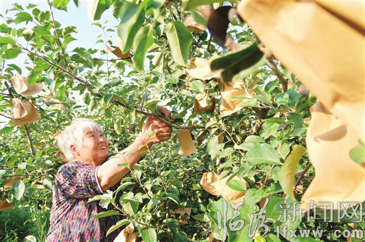 襄汾:盛夏時(shí)節(jié) 蘋果套袋忙