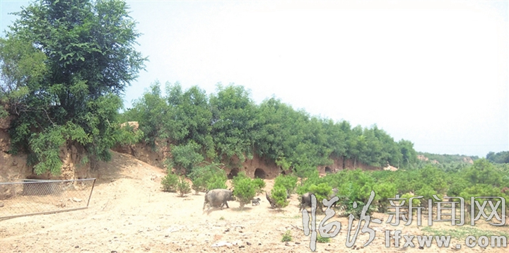 襄汾澗溝村:生態(tài)養(yǎng)殖闖出小康路