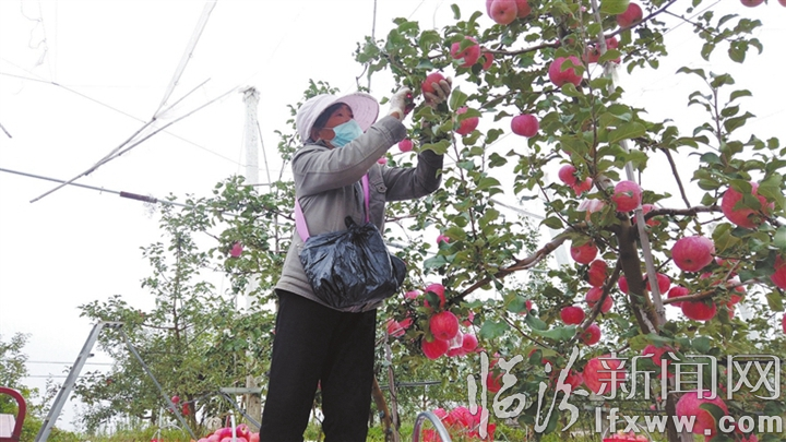 管護人員正在采摘“秦脆”蘋果。.jpg