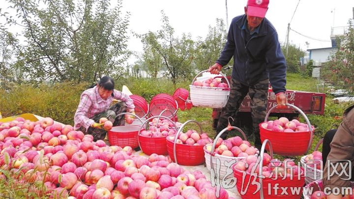 9月24日,吉縣蘋果“三新”示范基地,客商訂購的禮盒裝“秦脆”蘋果新鮮離樹。.jpg