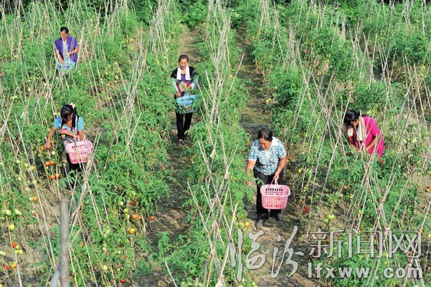 菜農在采摘。 