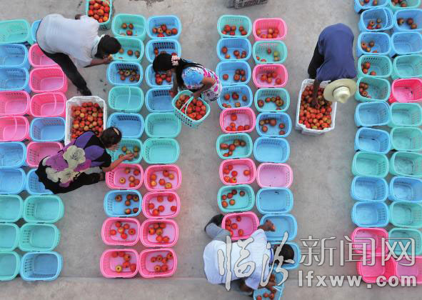 菜農分裝蔬菜。