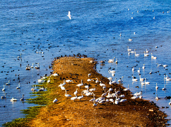 天鵝之歌（8張）