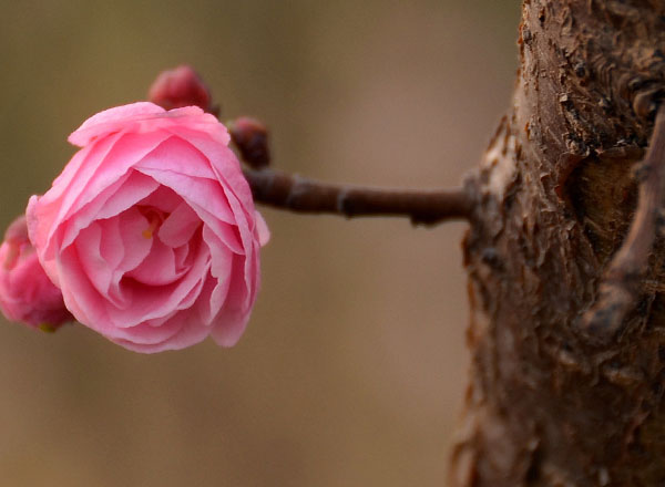 濱河公園-花草隨拍（10張）