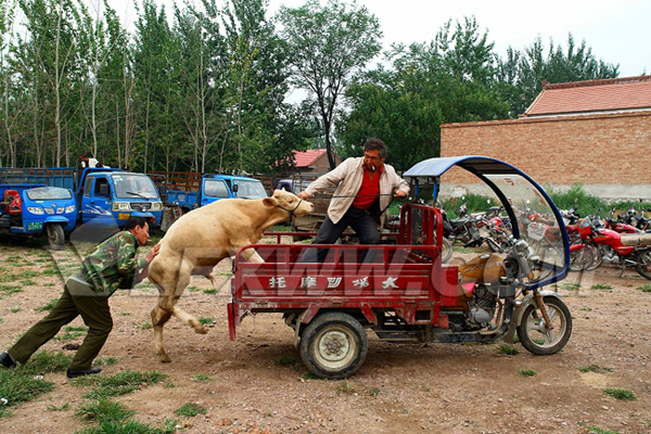 鄉村故事（二）