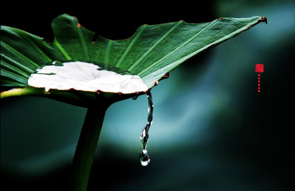 臨汾市堯都區攝影協會荷花比賽獲得優秀獎的作品