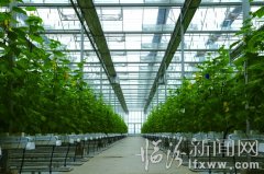 太子灘高智能玻璃溫室蔬菜大棚