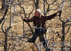 “金剪子”老李家的樹上結出了“金蛋蛋”