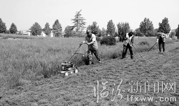 曲沃:園林工人在晉國(guó)博物館修剪草坪