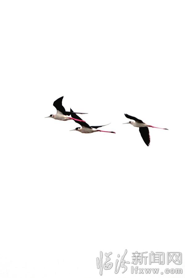 臨汾汾河公園:黑翅長(zhǎng)腿鷸