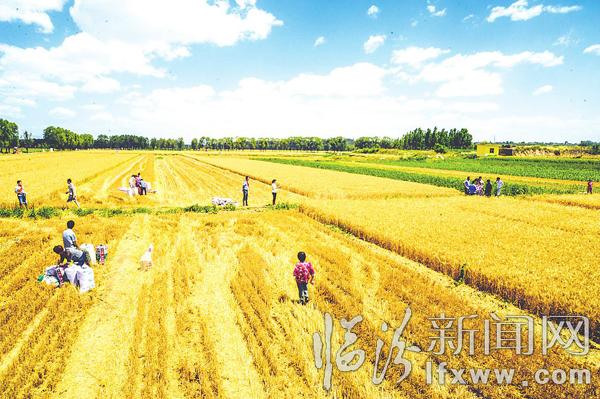 臨汾多部門聯(lián)合作業(yè)服務農(nóng)民保夏收