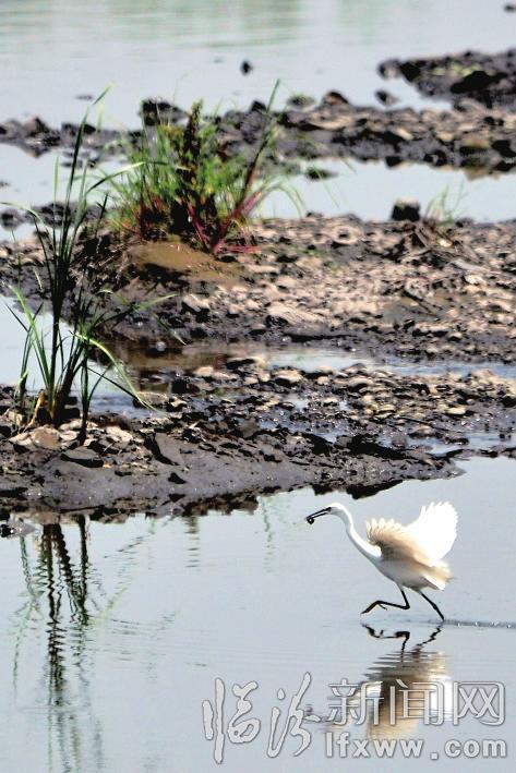 臨汾汾河公園小白鷺