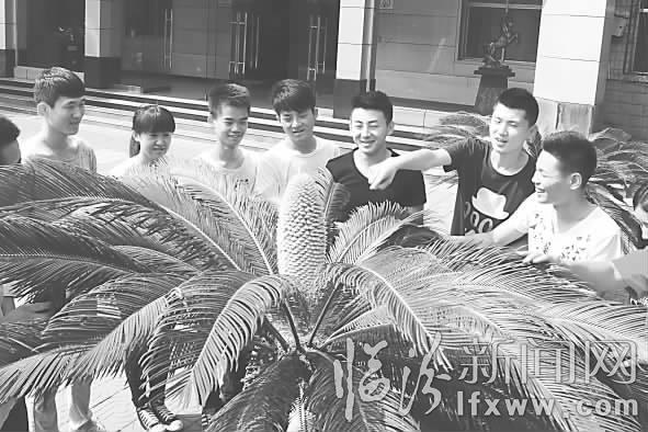 山西信息職業(yè)技術(shù)學(xué)院內(nèi)雌雄鐵樹齊綻放