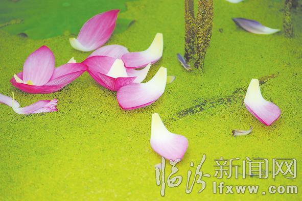 襄汾縣燕村荷花舞夏醉游人