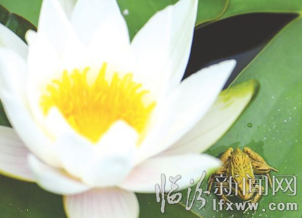 襄汾縣燕村荷花舞夏醉游人