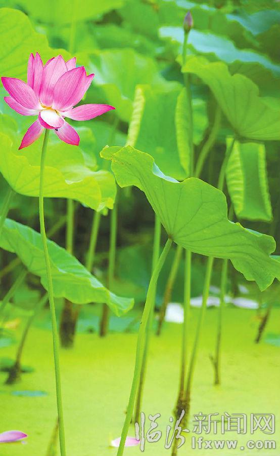 襄汾縣燕村荷花舞夏醉游人